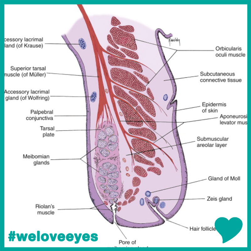 Learn EYELASH ANATOMY 101 on National Lash Day – We Love Eyes